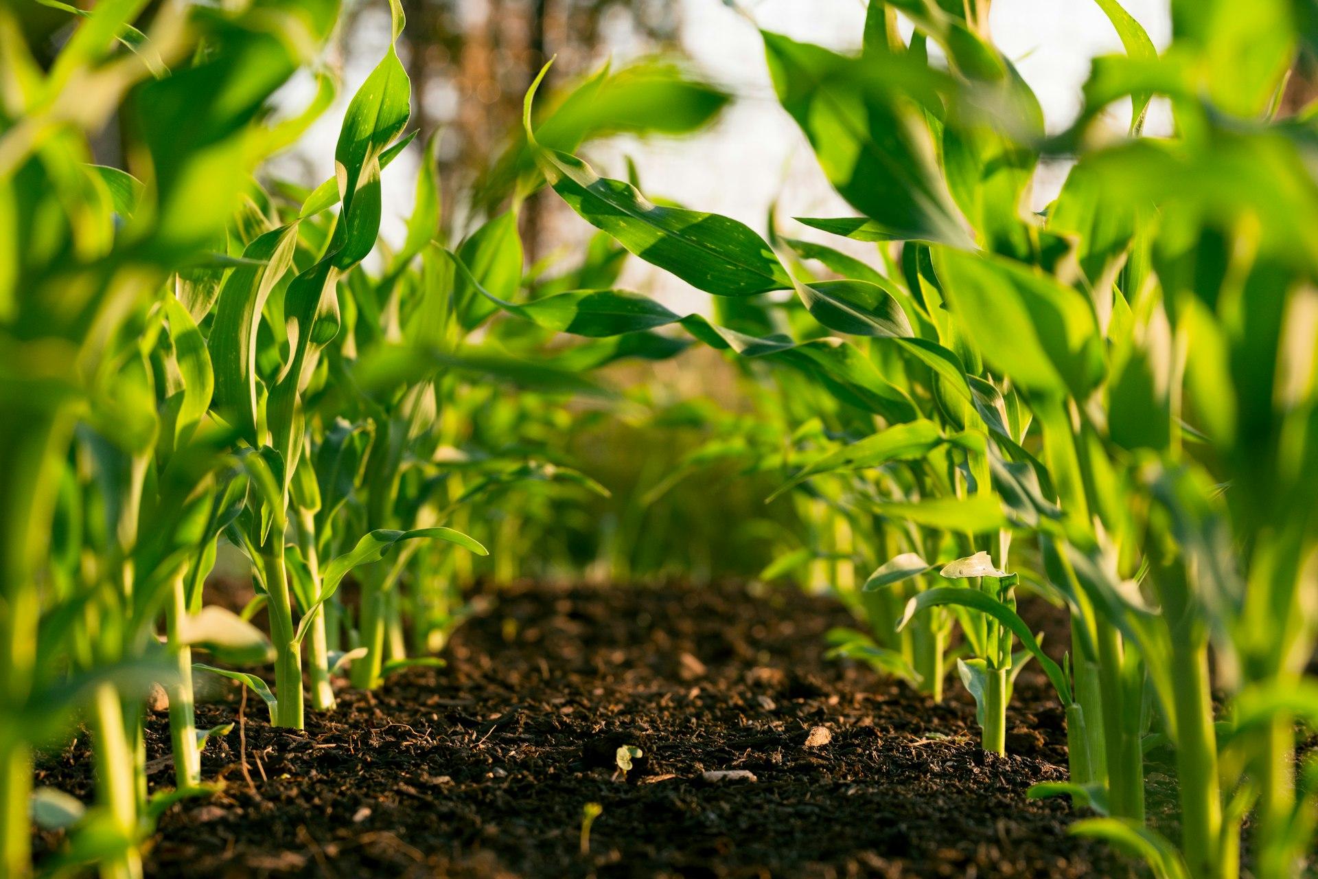 Agricultural workers inspecting field crops during a commercial cultivation review